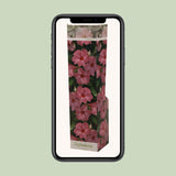 Plante Dipladenia rose
