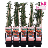 Pyracantha plante d'extérieur feuillage dense et baies orange