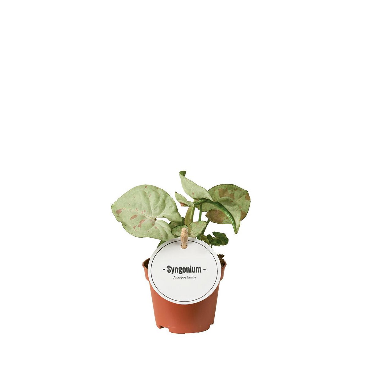 Confettis Syngonium - Plante d'intérieur avec feuillage décoratif