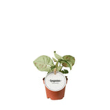 Confettis Syngonium - Plante d'intérieur avec feuillage décoratif