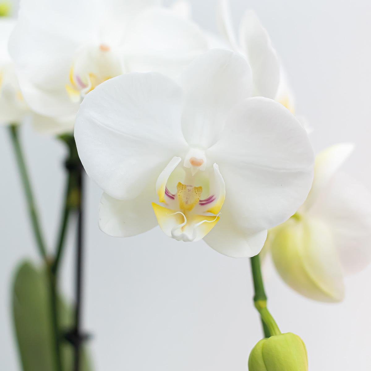 Détail des fleurs blanches de l'orchidée Phalaenopsis