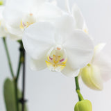 Détail des fleurs blanches de l'orchidée Phalaenopsis