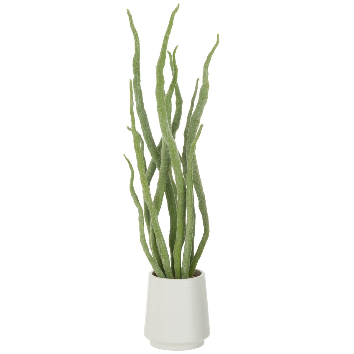 Plante succulente J-Line en pot vert, vue d'ensemble