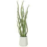 Plante succulente J-Line en pot vert, vue d'ensemble