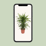 Dracaena Fragrans Riki - Ø24cm - ↕90cm