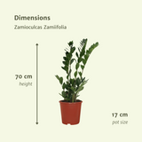 2x Zamioculcas Zamifolia - Palme émeraude - 70 cm - Ø1