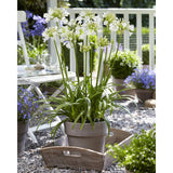 Détail des grandes fleurs blanches de l'Agapanthus 'Ever White'