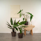 Trio de plantes Alocasia Zebrina, Cucullata et Lauterbachiana