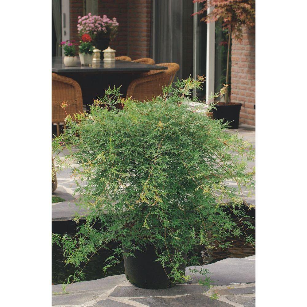 Acer Emerald Lace - mise en scène décorative