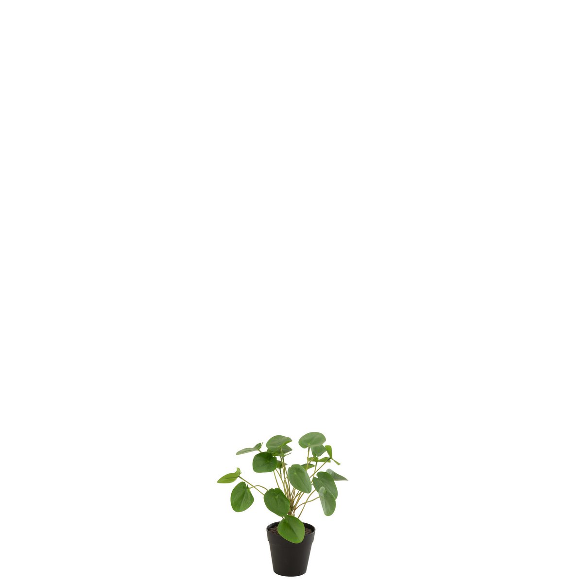 Zoom sur le pot vert de la Pilea Peperomioides