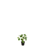 Zoom sur le pot vert de la Pilea Peperomioides