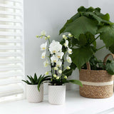 Orchidée Phalaenopsis blanche en pot 9 cm