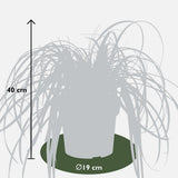 Carex Feather Falls - Ø23cm - ↕60cm - Ø19 - ↨40cm