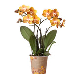 Orchidée Phalaenopsis orange en pot 12 cm