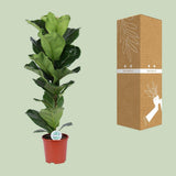 Ficus lyrata - Ø21cm - ↕90cm