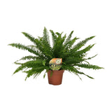Nephrolepis Lady verte en pot Ø17 cm hauteur 40 cm