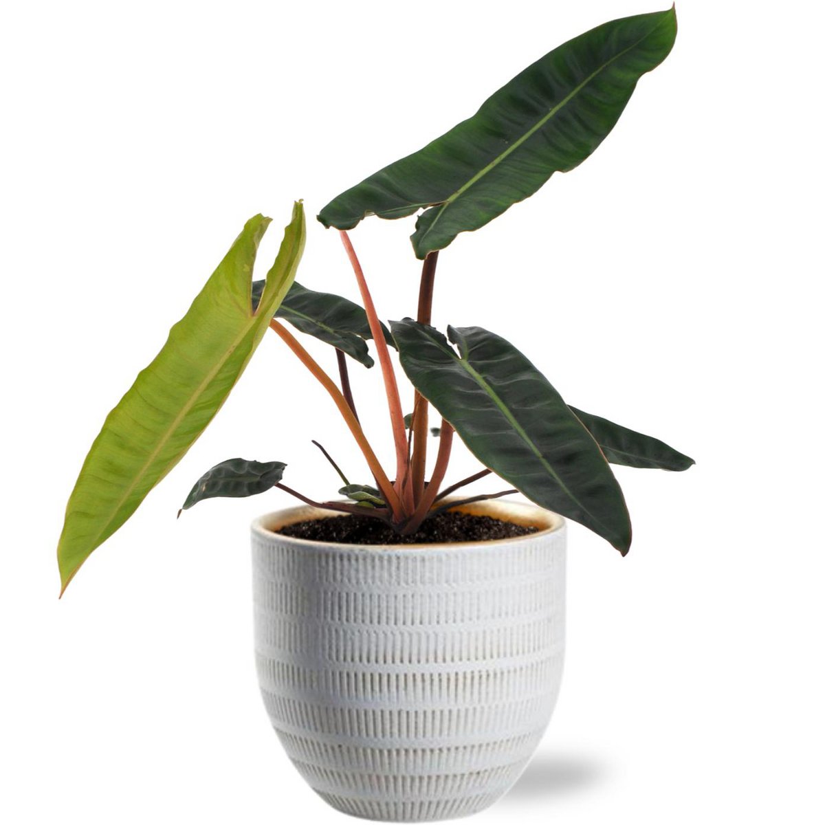 Philodendron Billietiae dans un pot blanc élégant, diamètre 12 cm, hauteur 25 cm