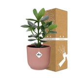Clusia Princess en pot rose