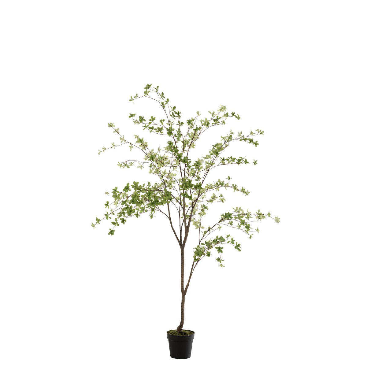 Vue latérale de la plante J-Line, dimensions et design.