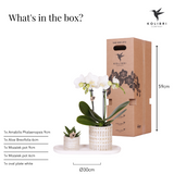 Ensemble de plantes Le Chic avec orchidée Phalaenopsis blanche et succulente en pots céramique