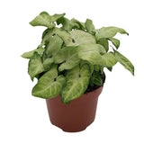Plante Syngonium blanc Ø13 cm