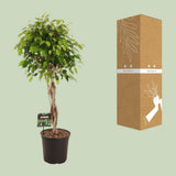 Ficus benjamina exotica - Ø27cm - ↕120cm