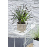 Pennisetum x Stranger 'Summer Samba' - Ø19cm - ↕50cm