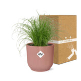 Plante cyperus alternifolius parapluie