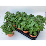 Test de basilic Lookand - Ø12cm - ↕24cm