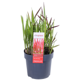 Plante artificielle Imperata cylindrica rouge