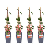 4x - Lonicera périclymenum 'belge' - ↨65 cm - Ø15