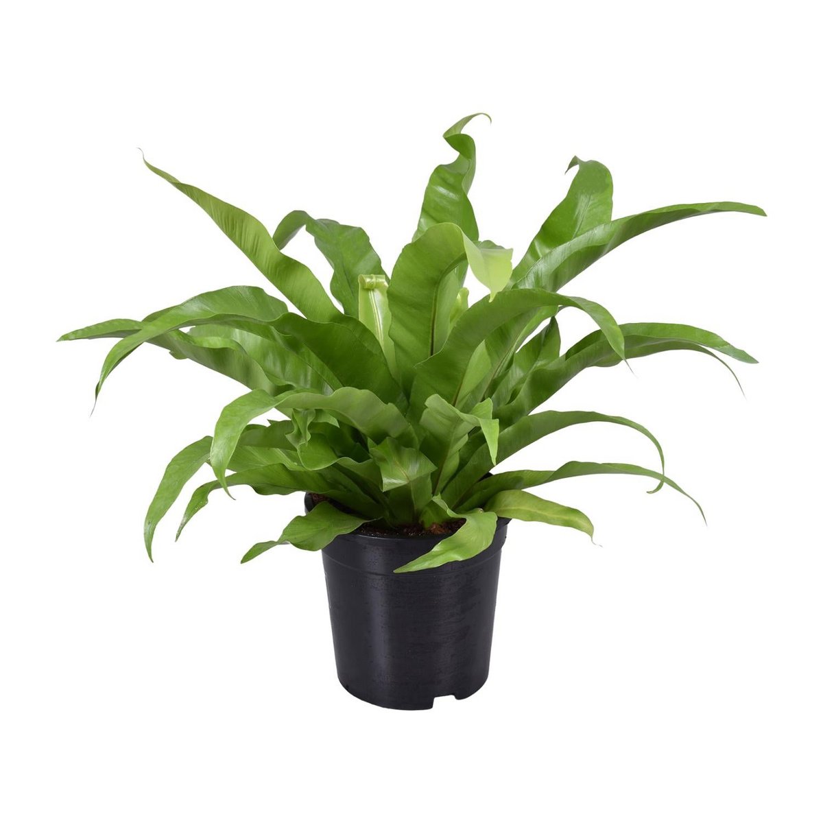 Asplenium Antiquum - Plante d'intérieur avec feuilles brillantes