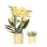 Ensemble orchidée jaune et succulente avec pots rayés peints