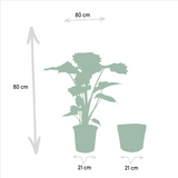 Lot de 2 plantes Alocasia Wenii et Portodora 19 cm