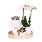 Coffret cadeau plantes avec orchidée blanche et succulentes