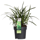 Carex Morrowii Irish en pot 19 cm vert