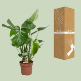 Delicious Monstera - Ø17cm - ↕60cm