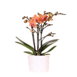 Cache-pot avec orchidée orange en pot Como 9 cm