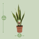 Sansevieria Trifasciata Lawrence - Ø117cm - ↕60cm