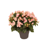 Betulia Light 19cm Decorum extérieur - Ø19cm - ↕35cm