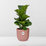 Ficus Lyrata 'Bambino' en ELHO Vibes Fold 14cm rose