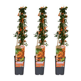 Lot de 3 pyracanthas dorés grimpants
