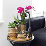Lot de 2 orchidées Phalaenopsis violettes en pot Ø9 cm