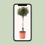 Olea olive - Ø22cm - ↕90cm