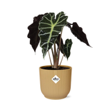 Alocasia Polly en pot de 14 cm