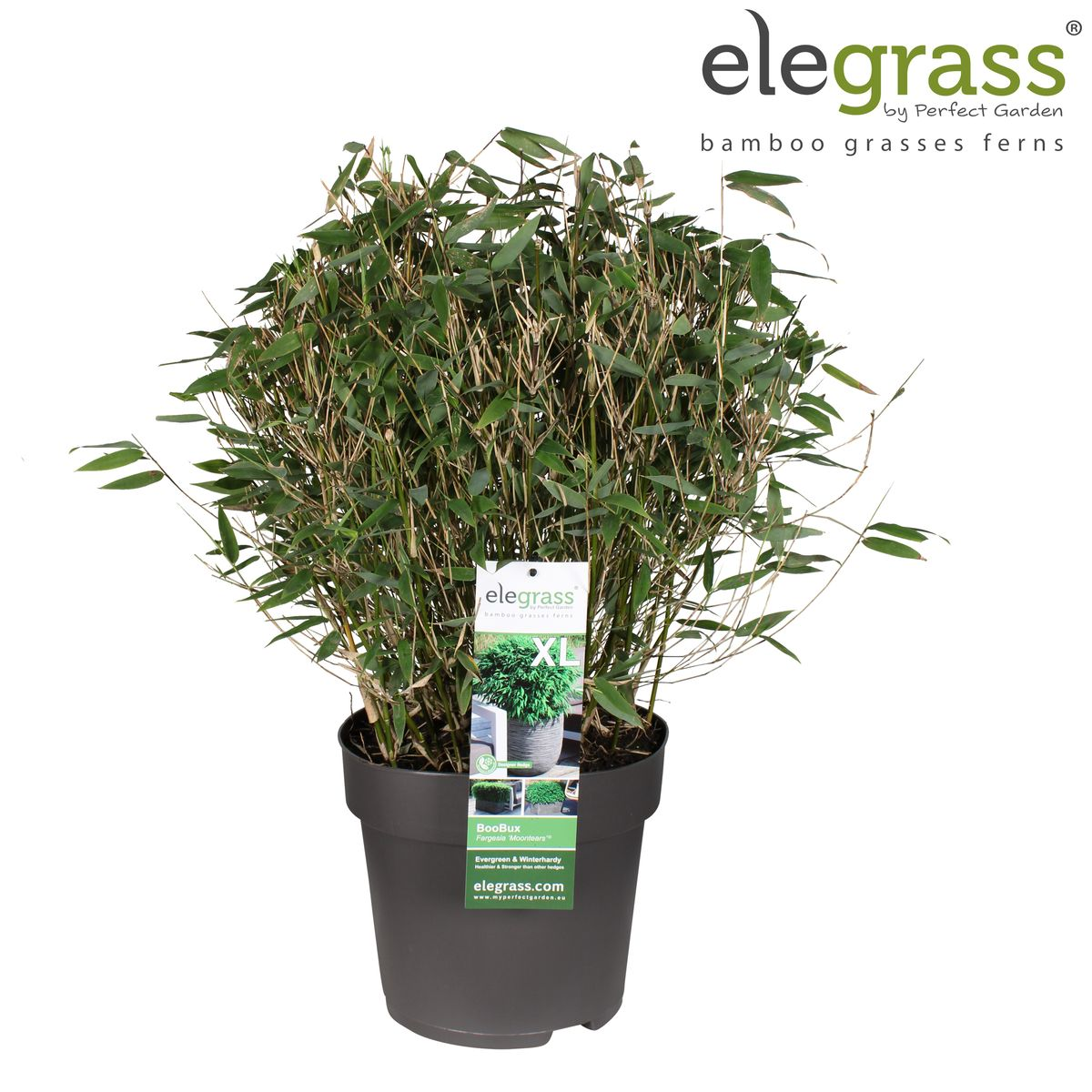 Fargesia 'Moontears'® - plantation dans un jardin