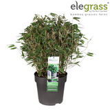 Fargesia 'Moontears'® - plantation dans un jardin
