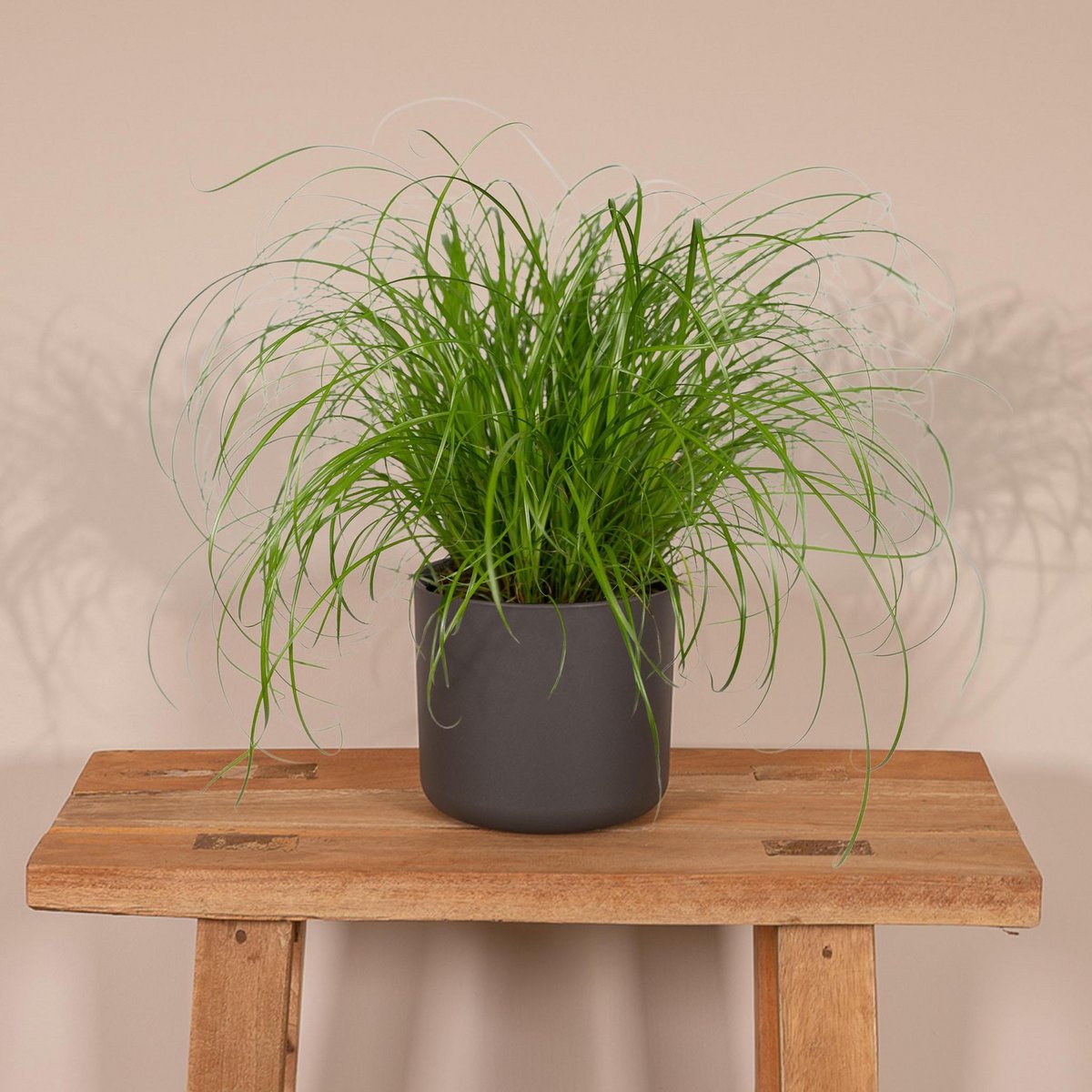 Cyperus Alternifolius - Herbe à Chat - Ø12cm - ↕20cm