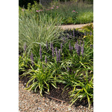 Liriope muscari ‘Ingwersen’ – Ø14cm – ↕30cm