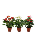Anthurium multicolore